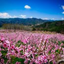 꽃길만걷자 이미지