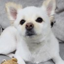 안녕댕댕쓰 이미지