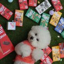 놀러오개 애견 유치원 애견 호텔 이미지