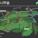 대관령 소나무 숲길 개장 이미지