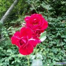 백운계곡둘레길 이미지