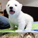백곰 Daum카페