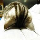 동글동글 이미지