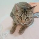 이쁜냥이 이미지