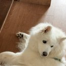 순애커피