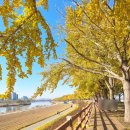 아름드리도서관 | 아산 현충사 곡교천 은행나무길 실시간후기, 아직 풍성해요