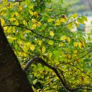 팽나무 Celtis sinensis Pers. 이미지