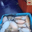 26년 9월 30일 고흥 녹동 빅원호 (왕)갑오징어 조황 이미지