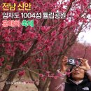 마음에 꽃을 피우는 행복한 생활원예 | 2026 신안 임자도 섬 홍매화 축제 - 1004섬 튤립공원 홍매화 정원 봄 산책, 3월 7~8일 만개 예정