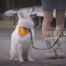 3번이나 파양된 강아지를 위해 반려견행동교정사가 된 4번째 주인 이미지