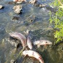 봉일천교 이미지