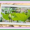 소지(小池) / (송 1127~1206) 양만리 이미지