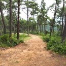 칠천도편백숲 이미지