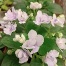 바이올렛 이미지