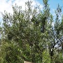 동경농장 이미지