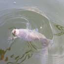 명포낚시터 이미지