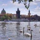 백조민박 이미지