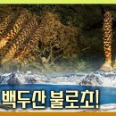 백두산에서 불로초를 발견하다! [다큐공감-백두산의 봄, 원시의 생명을 만나다 이미지