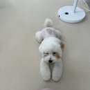 댕스얼랏 이미지