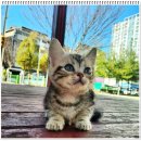 부천강아지분양 고양이분양 24시 데려가개 부천점 | 부천강아지분양 책임분양 부천강아지분양 고양이분양 24시 데려가개 부천점