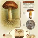 그냥 심심해서요. (42363) 버섯 반도체 이미지