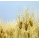 감자서리 이미지