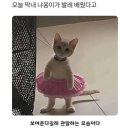 쇼울 | 취미발레 추천템 | 테무에서 찾은 저렴이 발레복 추천 (테무 괜찮을까....?, 링크O)