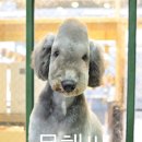 플로라 그루밍독 이미지