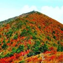 단풍 이미지