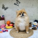 도그룸 (DO GROOM) 이미지
