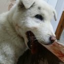 평강주유소 이미지