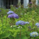 신동수변 이미지