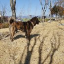 진도견나라 이미지