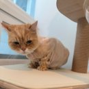 숲냥숲냥 이미지