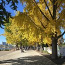 코스모스(주) 가로수길지점 | 아산 곡교천 은행나무길, 50년 역사의 황금빛 가로수길 가을 산책