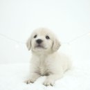 천안 강아지분양 도로시펫 이미지