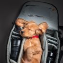 강아지공간 이미지