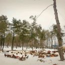 친환경 토종닭 농장 이미지