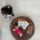 앙쥬레브 애견호텔&애견유치원 송도점 이미지