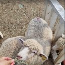 방문목장 이미지