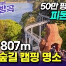 [전남 보성] 50만 평 편백나무 숲 ⛺해발 800m에 숨겨진 캠핑 명소┃제암산 자연휴양림┃ 이미지