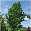 형제농원민박 이미지