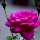 드가여관 Daum카페
