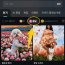 봄날의 강아지 이미지