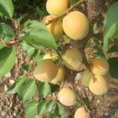 정자농장 이미지