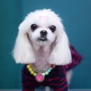 루시펫살롱 이미지