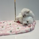 야옹아 멍멍해봐 동탄하나로점 이미지