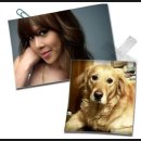 까비애견 이미지