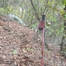 20251015 14차 송이버섯 능이버섯 개척산행(송이8개,능이4개,가지버섯) 이미지