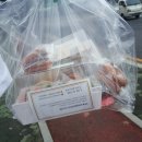 봄날카롱